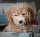 zlat� mal� �t���tka (zlat� retr�vr / pudl) k prodeji, zlevn�n� ceny