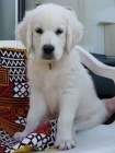 Zlatý retriever.. Zlatý retriever..