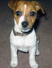 Jack Russell .. Jack Russell ..