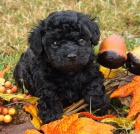 �ern� �t��ata pudl� a fen na prodej.