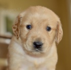 �t��ata zlat�ho retr�vra na prodej bez PP.