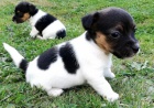 úžasná a zdravá štěňata jack russell teriéra na prodej. úžasná a zdravá štěňata jack russell teriéra na prodej.