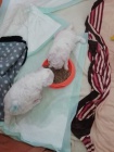 Bichon Frisé ; Bisonek ,pro skutečné domovy. Bichon Frisé ; Bisonek ,pro skutečné domovy.