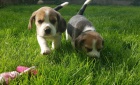 Kr�sn� a rozko�n� �t��ata trikol�ra beagle na prodej.