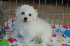 Bichon frize   štěňata k dispozici a připravena k prodeji. Bichon frize   štěňata k dispozici a připravena k prodeji.