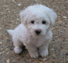 Bichon frize bez PP Bichon frize bez PP