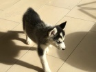 modr� o�i �t���tka sibi�sk�ho husky pro adopci. kontakt pro v�ce informac� a obr�zk�