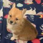 �t��ata Pembroke Welsh Corgi na prodej.