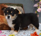 �t��ata Pembroke Welsh Corgi na prodej.