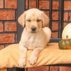 labradsk� �t��ata jsou p�ipravena na nov� rodiny