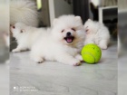Krsn Pomeranian tata s PP