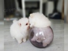 Krsn Pomeranian tata s PP
