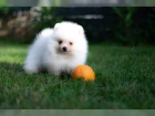 Krsn Pomeranian tata s PP