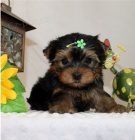 Jork��rsk� �t��ata jsou p�ipravena na nov� rodiny