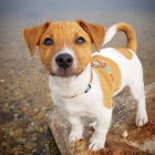 Štěňata Jack Russell teriéra k adopci Štěňata Jack Russell teriéra k adopci