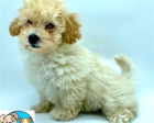 MALTIPOO PRO P�IJET�