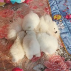 Pomeranian �t��ata k adopci