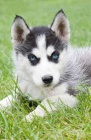 sibiřský husky. . sibiřský husky. .