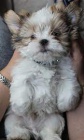 lžička štěňat shih tzu lžička štěňat shih tzu