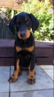 přátelský doberman .. přátelský doberman ..