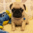 Kr�sn� zdrav� o�kovan� �t��ata mops� na prodej