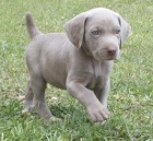 V�marsk� oha�e �t��ata