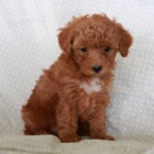 Trpasli�� mu� a �ena pudl� �t��ata na prodej.