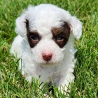 Trpasl�k pudl� �t��ata na prodej.