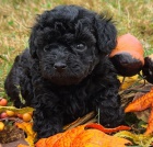 �ern� trpasl�k pudl� �t��ata na prodej.