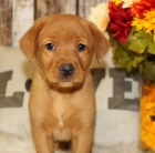 �t��ata labradorsk�ho retr�vra na prodej