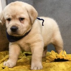 kr�sn� �t��ata labradorsk�ho retr�vra na prodej.