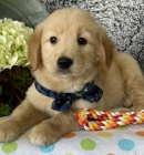 �t��ata zlat�ho retr�vra na prodej.