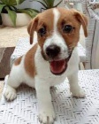 vynikající štěňata Jack Russell vynikající štěňata Jack Russell
