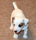 roztomilá štěňátka jack russell teriéra na prodej. roztomilá štěňátka jack russell teriéra na prodej.