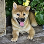 �t��ata shiba inu na prodej