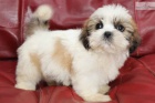 lžička štěňat shih tzu lžička štěňat shih tzu