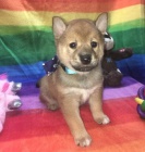 �t��ata shiba inu na prodej