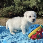 mini mini Bichon frize štěňata na prodej. mini mini Bichon frize štěňata na prodej.