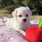 Bichon frize štěňata na prodej. Bichon frize štěňata na prodej.
