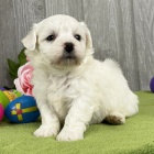 roztomilá štěňátka Bichon frize na prodej. roztomilá štěňátka Bichon frize na prodej.