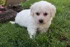 roztomilá štěňátka Bichon frize na prodej. roztomilá štěňátka Bichon frize na prodej.