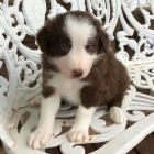 na prodej o�kovan� a od�erven� �t��ata border kolie