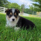 �t��ata Pembroke Welsh Corgi na prodej.