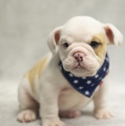 anglick� buldok �t��ata na prodej.