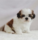 Kr�sn� �t���tka Imperial Shih Tzu