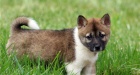 Super rozko�n� �t��ata Shiba Inu.