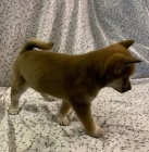Super rozko�n� �t��ata Shiba Inu.