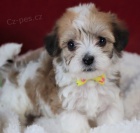 Havanese �t��ata na prodej.