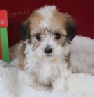 Havanese �t��ata na prodej.