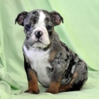 Anglick� buldok �t��ata k adopci